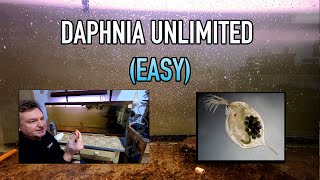 How I Raise Daphnia Water Fleas And You Can Too [upl. by Attennaej]