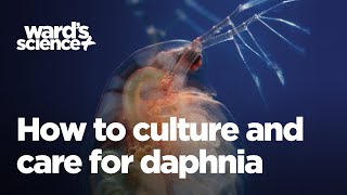 Caring and Culturing for Daphnia [upl. by Chandra753]