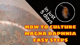 How to Culture Magna Daphnia Easily [upl. by Busiek95]