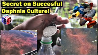 How to Culture Daphnia Successfully [upl. by Keverian]