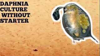 HOW TO CULTURE DAPHNIA NATURALLY WITHOUT A STARTER [upl. by Namron]