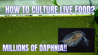 How to Culture Daphnia Secret Method to Breed MILLIONS  Simply Aquatic [upl. by Ginsberg]