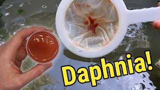 How I Culture Daphnia In Outdoor Tubs [upl. by Sumedocin]