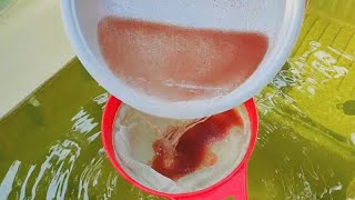 How to culture daphnia  Daphnia culture  How to grow daphnia outdoor [upl. by Alehcim]