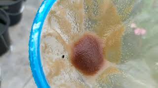 How to culture daphnia moina in a small container Part 1 English Subtitle [upl. by Lek119]