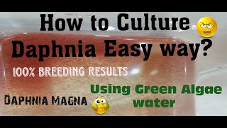 Daphnia MagnaHow to Culture Daphnia Easy wayCulturing Daphnia using Green water Daphnia [upl. by Madden]