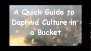 How to culture daphnia outside [upl. by Nilhtac]