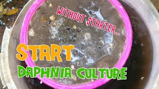 How to culture daphnia moina the easy way 1  Starting the Daphnia culture [upl. by Eilsek]