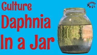 How to Culture Daphnia in a Jar [upl. by Didi]