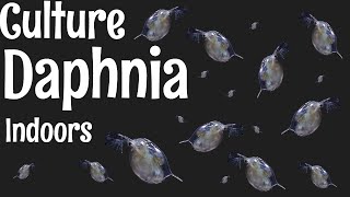 How to Culture Daphnia [upl. by Beth]