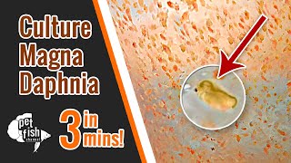 How to culture DAPHNIA MAGNA  The easy way [upl. by Eilama577]