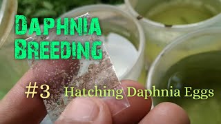 Daphnia Culture made simple and easy 3  Hatching Daphnia eggs [upl. by Llerrehc]