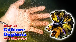 How to Culture Daphnia with ZERO Cost  Unlimited Live Food For Our Fish [upl. by Feerahs]