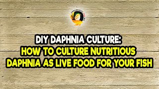 DIY Daphnia Culture How to Culture Nutritious Daphnia as Live Food for Your Fish [upl. by Ssenav]