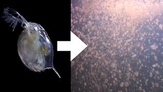 How I Culture Daphnia [upl. by Corrine437]