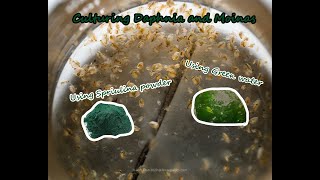 How To Culture Daphnia and Moinas using Green Water Spirulina powder [upl. by Eadrahs]