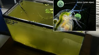 Raising Daphnia for the Freshwater Aquarium [upl. by Iccir]