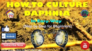 HOW TO CULTURE DAPHNIA In Easy Way [upl. by Auqenahc939]